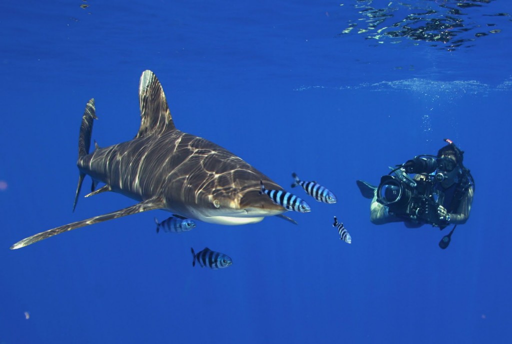 Oceanic-Whitetip-shark-5